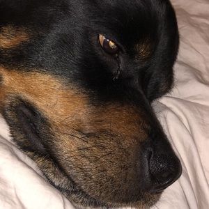 Meet your Posher, Eden